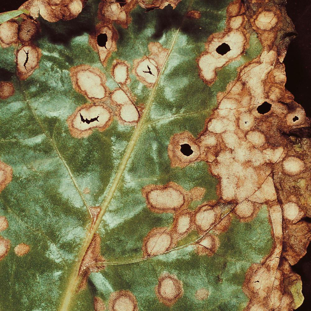 Ramularia Leaf Spots