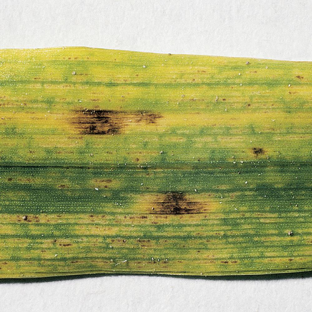 Ramularia Leaf Spots