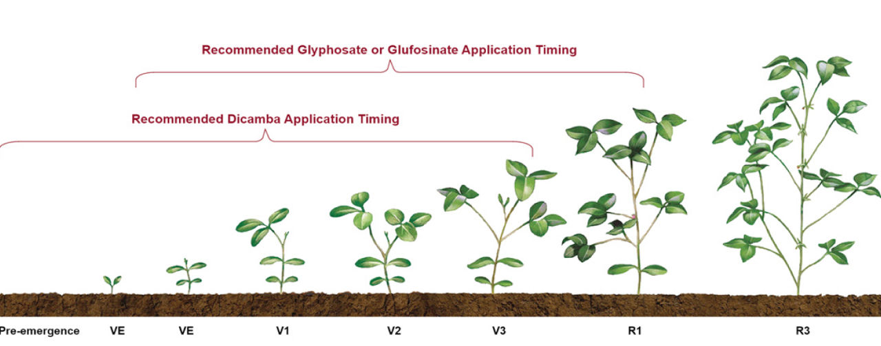 Recommended application window for Roundup Ready 2 Xtend Soybeans