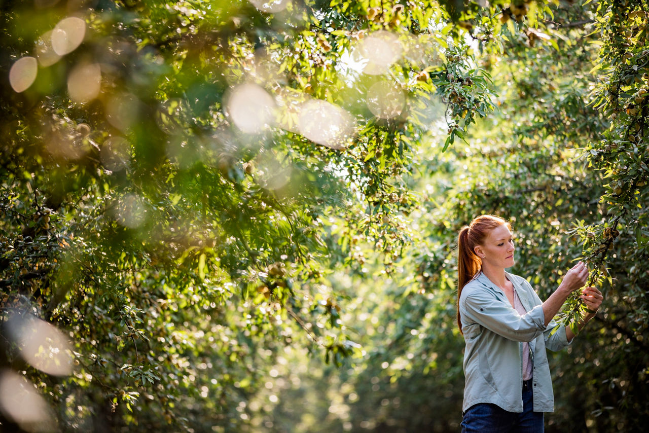 Woman standing in a sunlit orchard, examining or reaching toward tree branches surrounded by dense green foliage.  