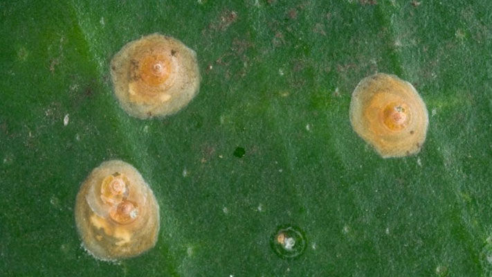 Belonging to the armoured scale group, red scale, also known as citrus red scale or Californian scale, is the most common and damaging scale affecting citrus in Australia.