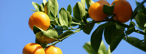 California red scale affects most of the state's citrus-growing regions