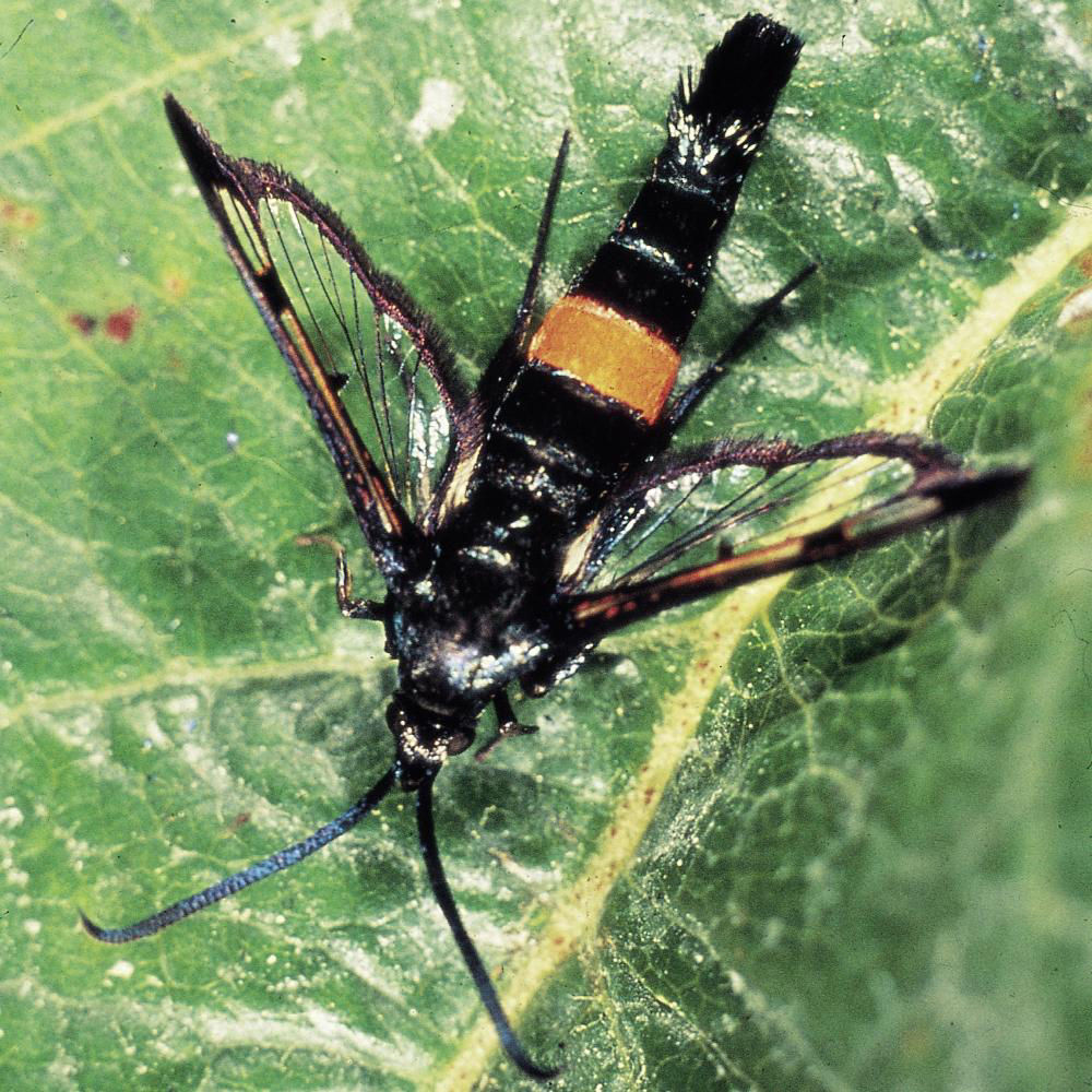 Red Belted Clearwing