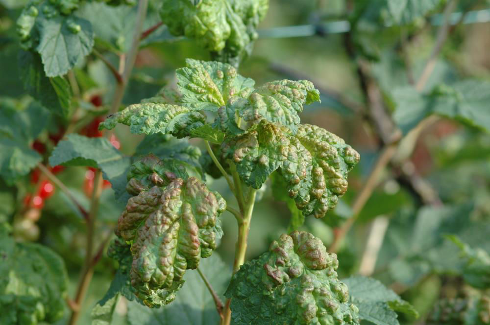 Red Currant Aphid