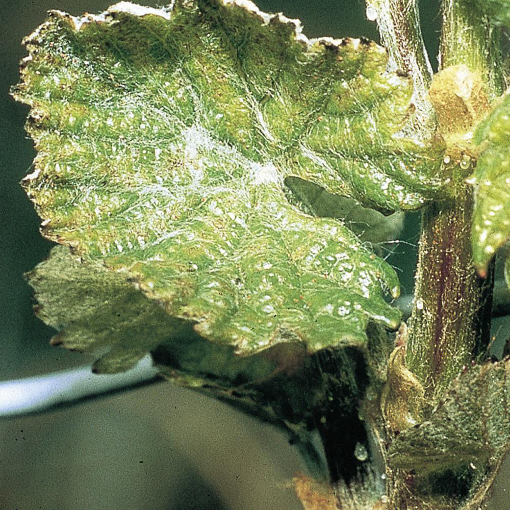 Red Fruit Spider Mite