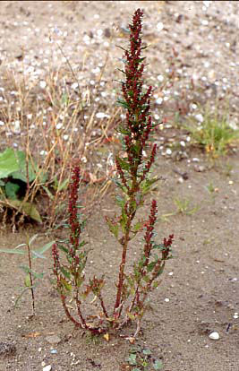 Red_Goosefoot