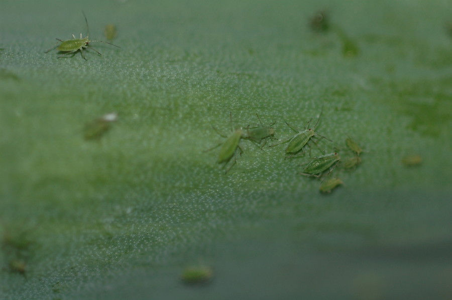 Red Green Peach Aphid
