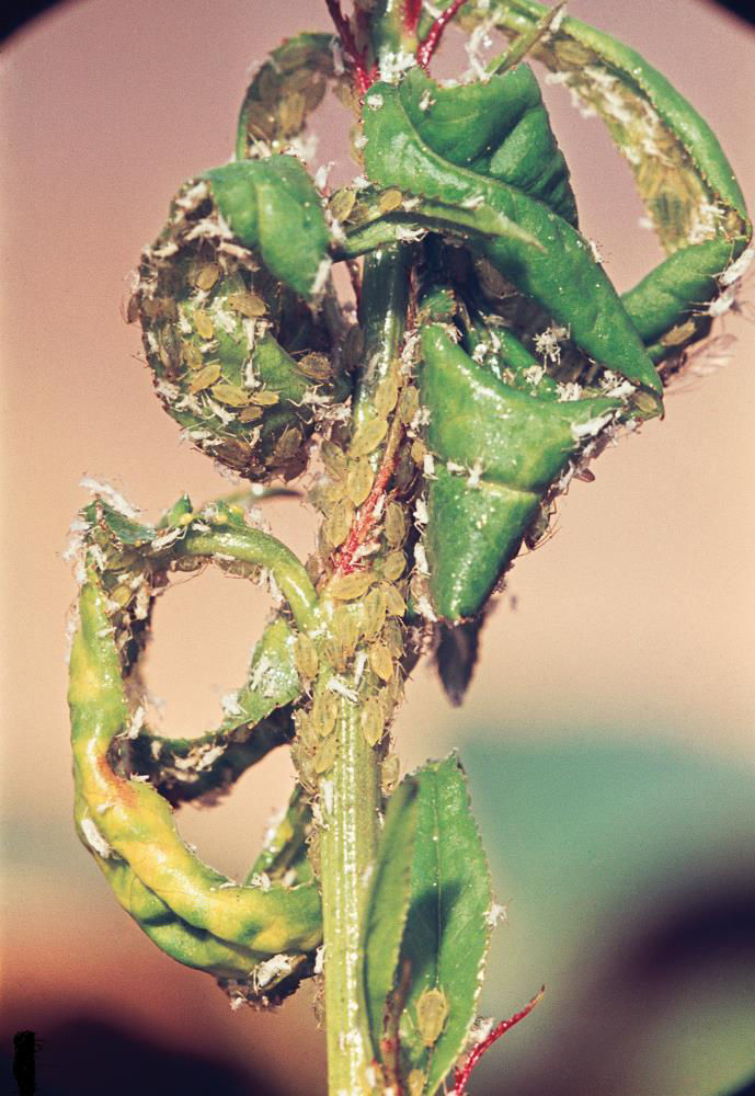Red Green Peach Aphid