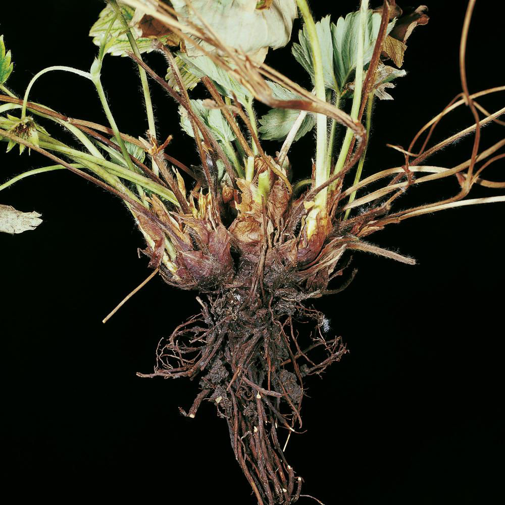 Red Root Rot