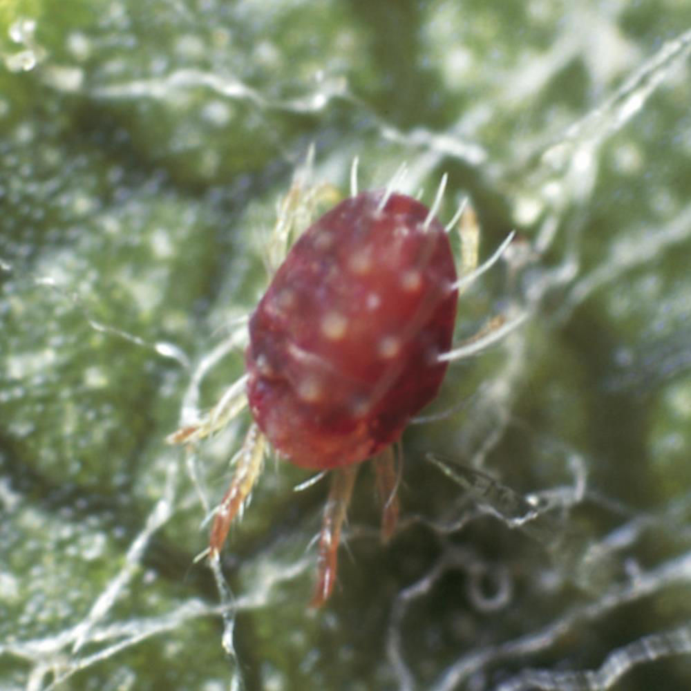 Red Spider Mite