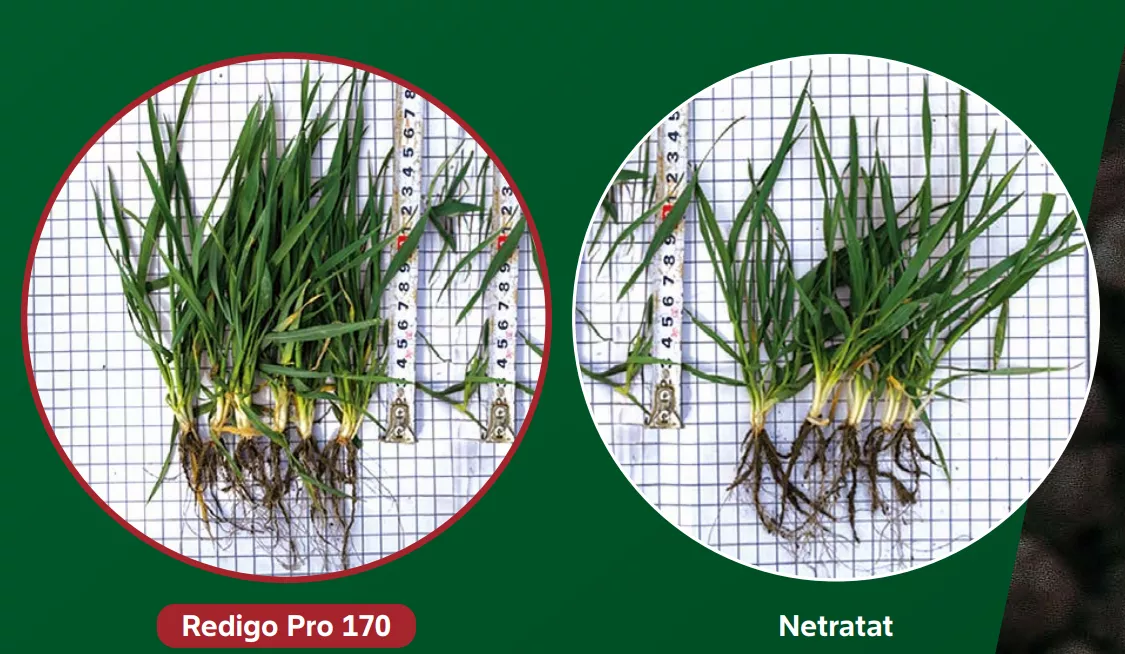 Plant root comparison with and without treatment