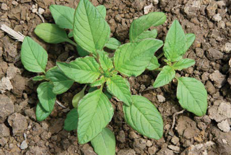 Amaranthus - Red Root