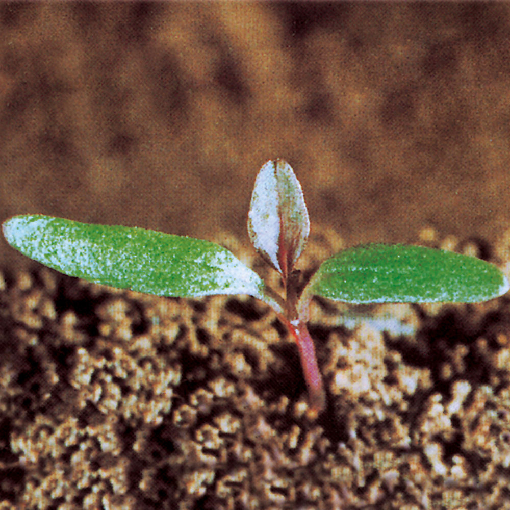 Redroot Pigweed