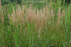 Reed Canary Grass