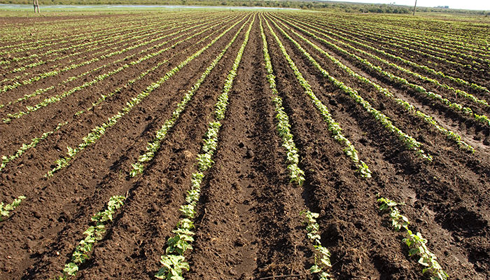 Refúgio agrícola: o que é e como fazer? Descubra agora! 