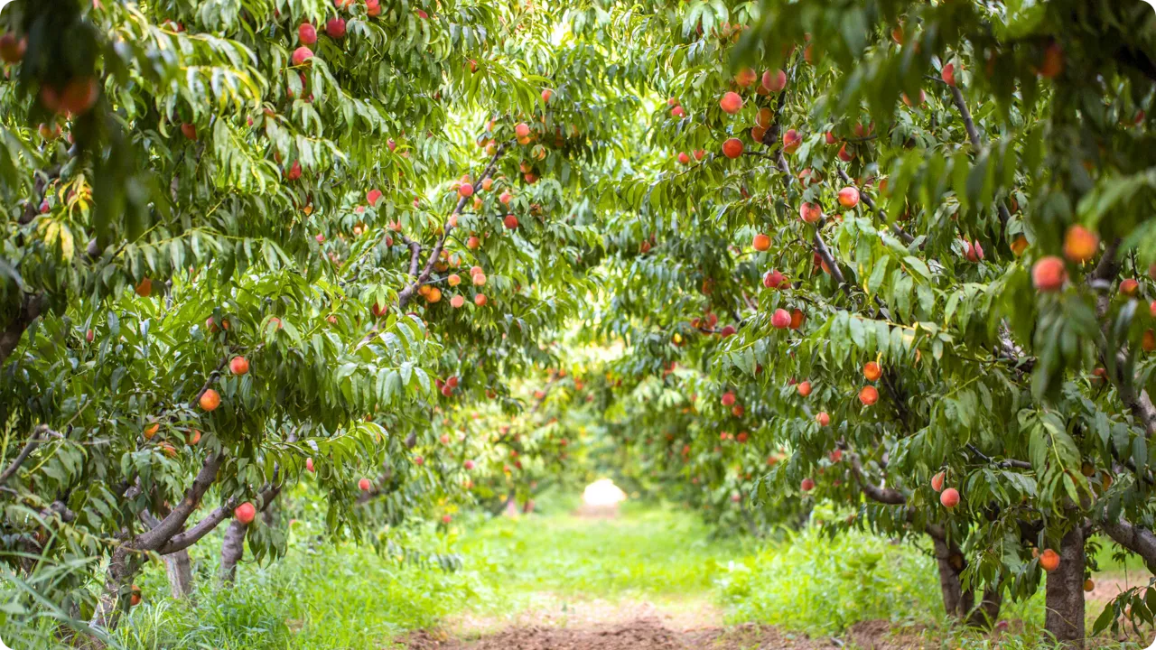 brzoskwinie w sadzie