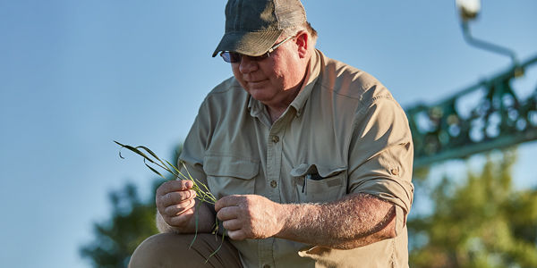 Crop consultant helps farmer identify weed pests in field