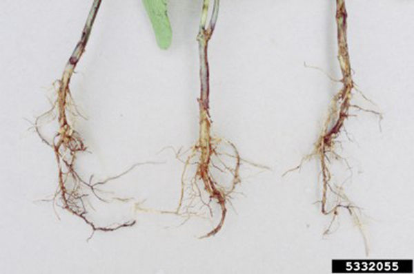 Rhizoctonia on soybean seedling stems and roots