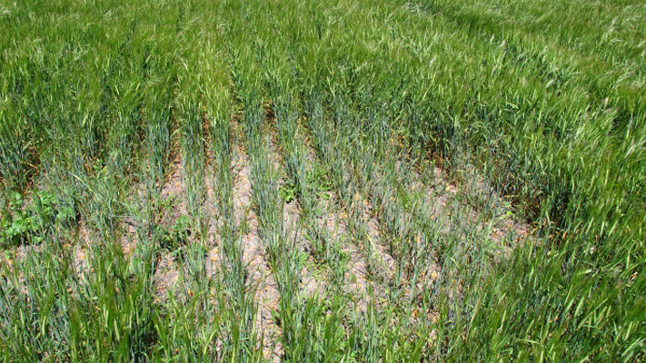 A fungal soil-borne disease that damages cereals and some other crops by attacking their roots. Much more widespread and damaging to crops since the adoption of minimal tillage.
