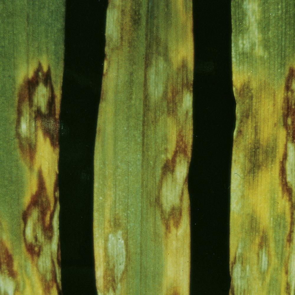 Rhynchosporium Leaf Spot