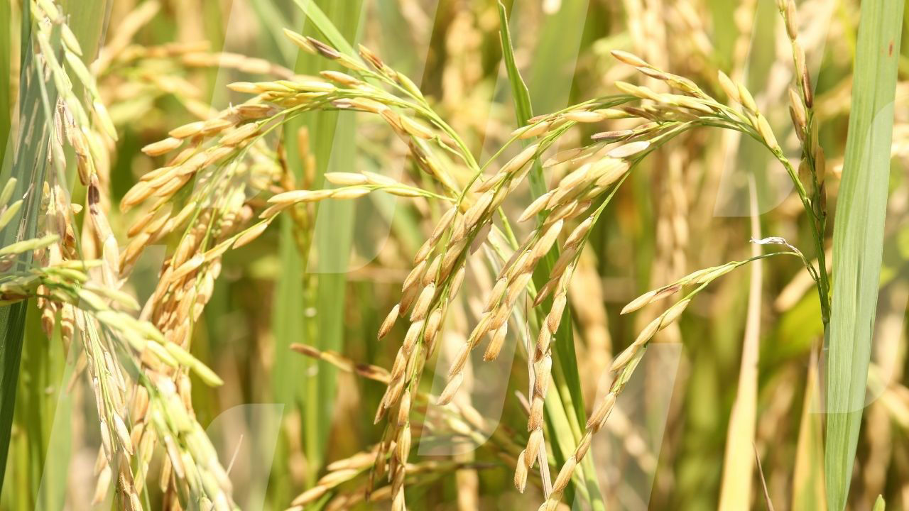 Rice | Crop Science Australia