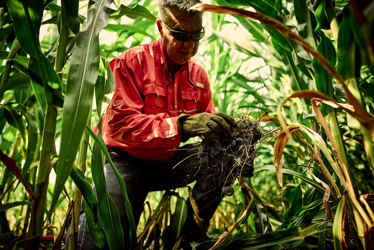 Farmer examining crops in a field