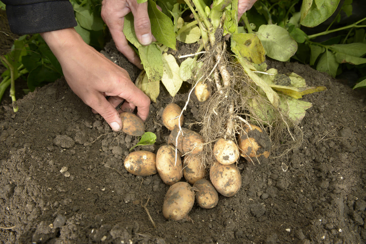 Root2Success Potato Image