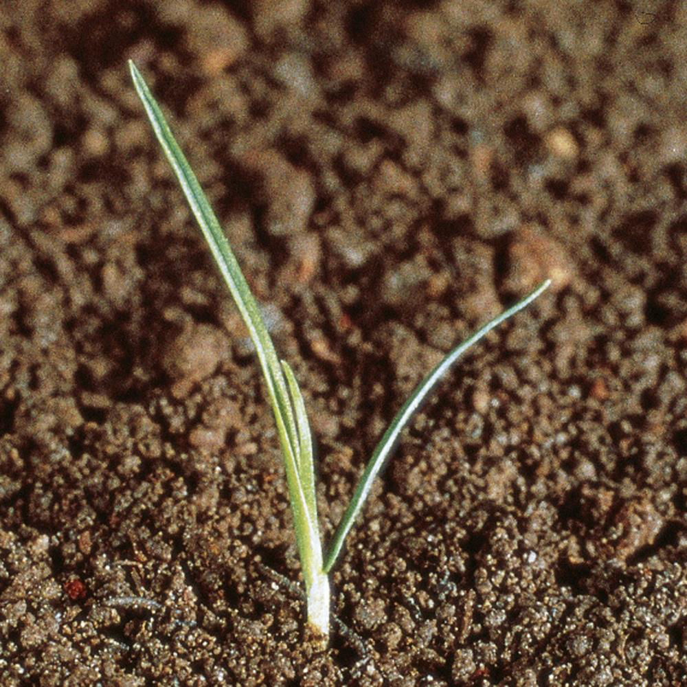 Rough Meadow Grass