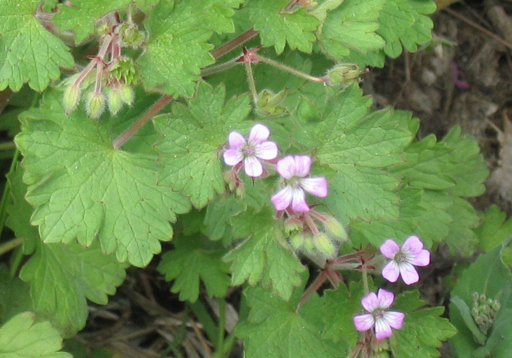 Roundleaf_Geranium