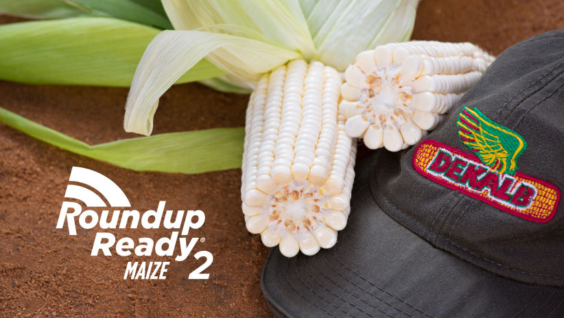 Roundup Ready Maize 2