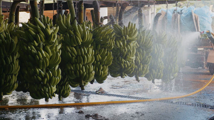 Routine fungicide in bananas