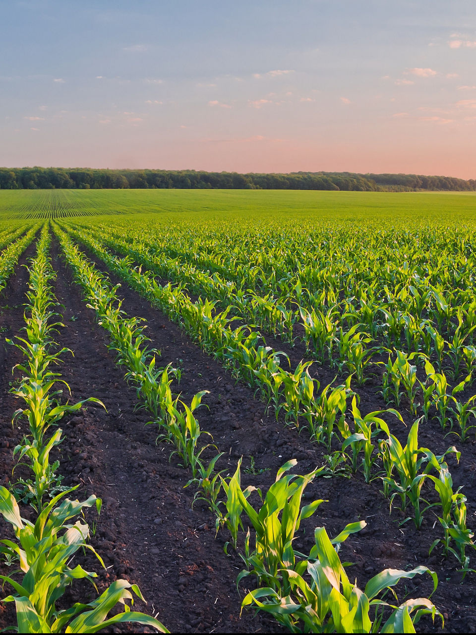 Rows of young corn