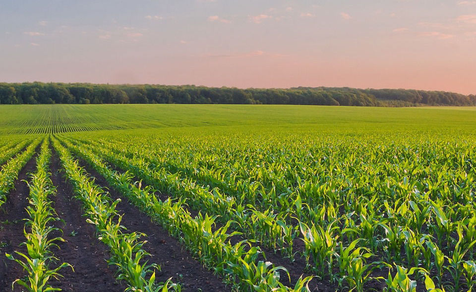 Rows of young corn