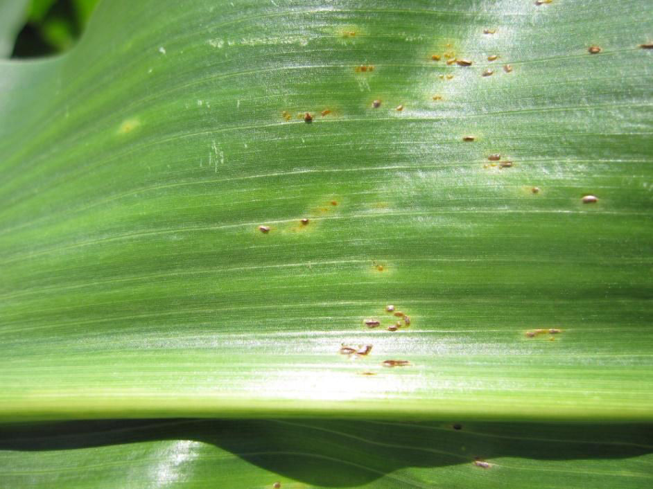 Figure 2. Common rust pustules are dark brick red, scattered, less dense, and appear on upper and lower leaf surfaces.