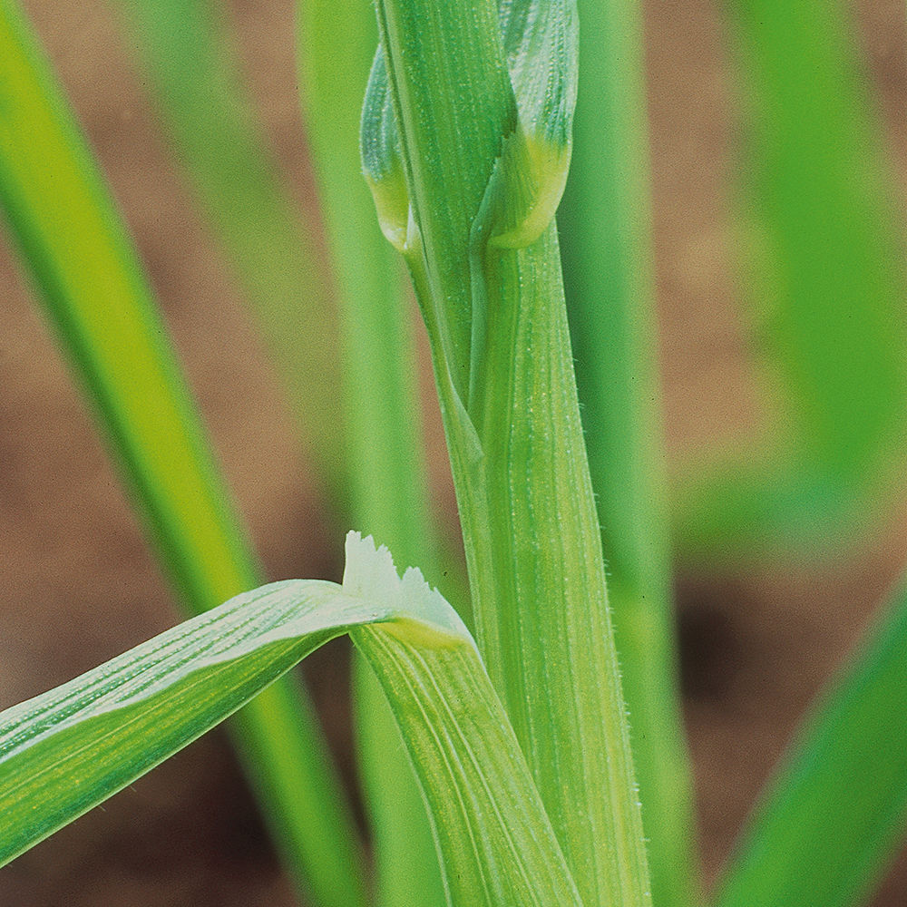 Rye Brome