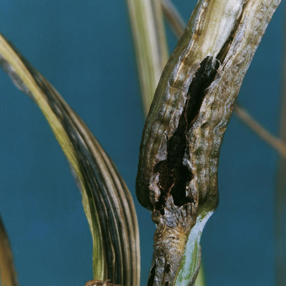 Rye Stalk Fire