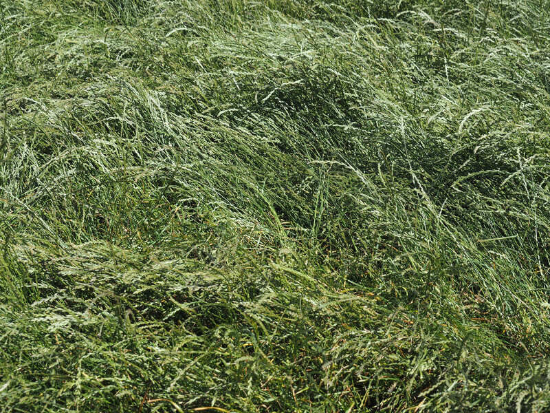 Ryegrass Seed Crop Web