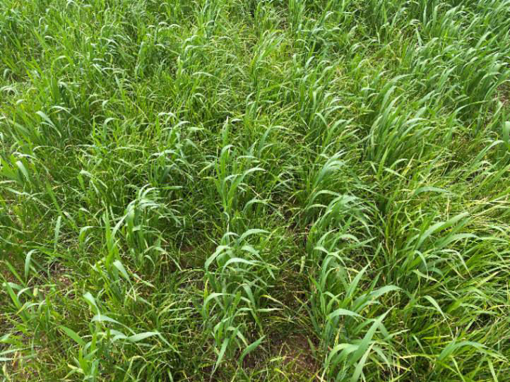 Ryegrass blowout