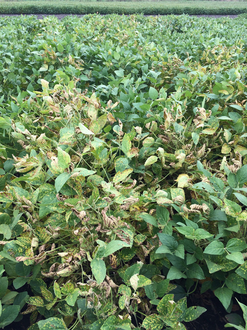  Soybeans damaged by sudden death syndrome.