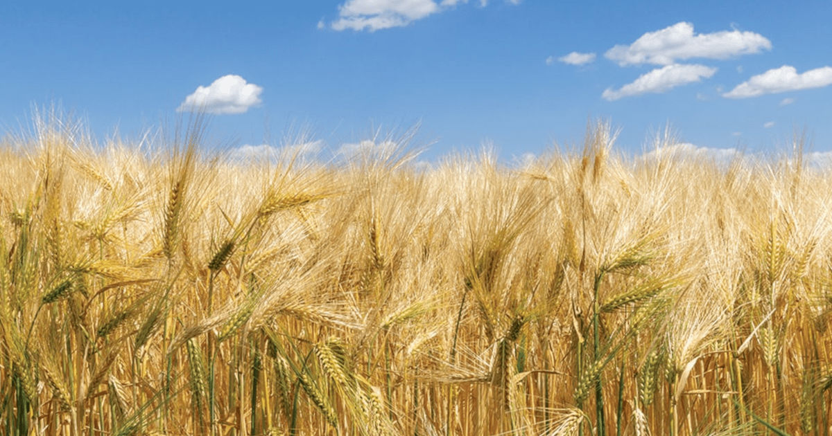 Golden barley field under a bright blue sky with scattered white clouds. 