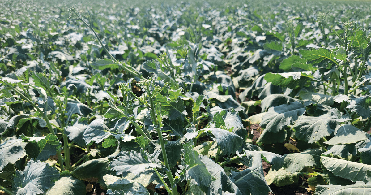Canola fared better than expected this year despite adverse weather conditions and disease pressure 