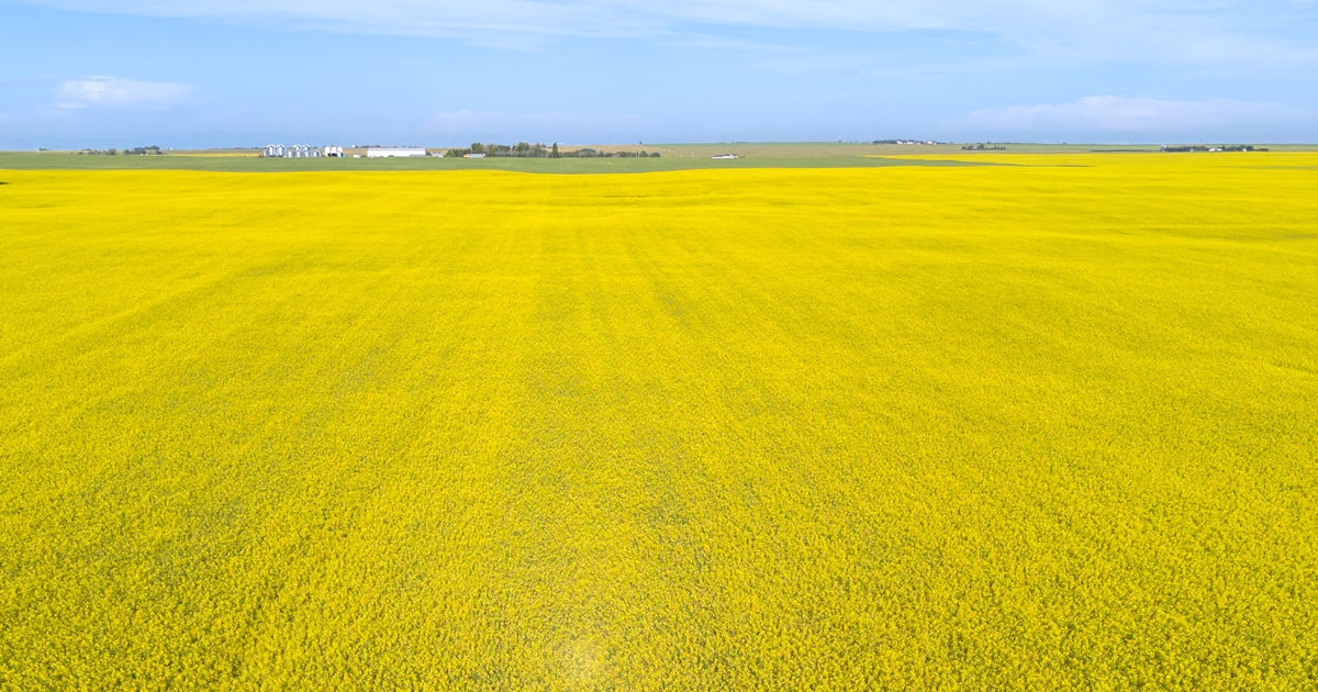 A vast canola field in full bloom with bright yellow flowers under a clear blue sky, showcasing the expansive prairie landscape and distant farm buildings on the horizon. 