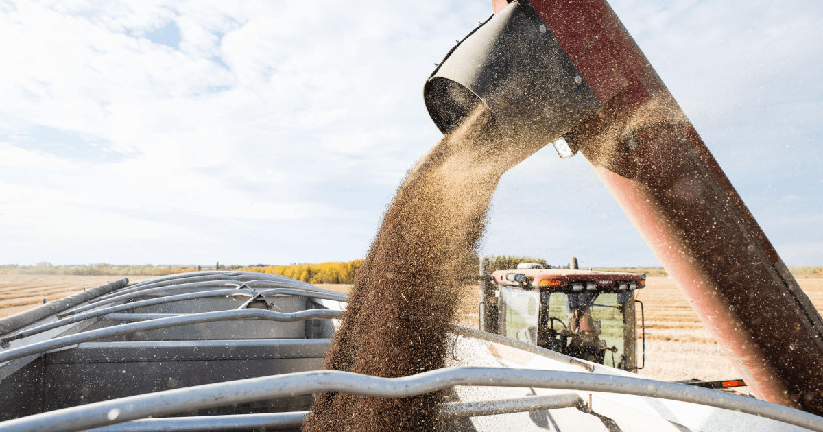 Canola harvest in progress with grain pouring from a red combine auger into a grain cart under a bright blue sky. 