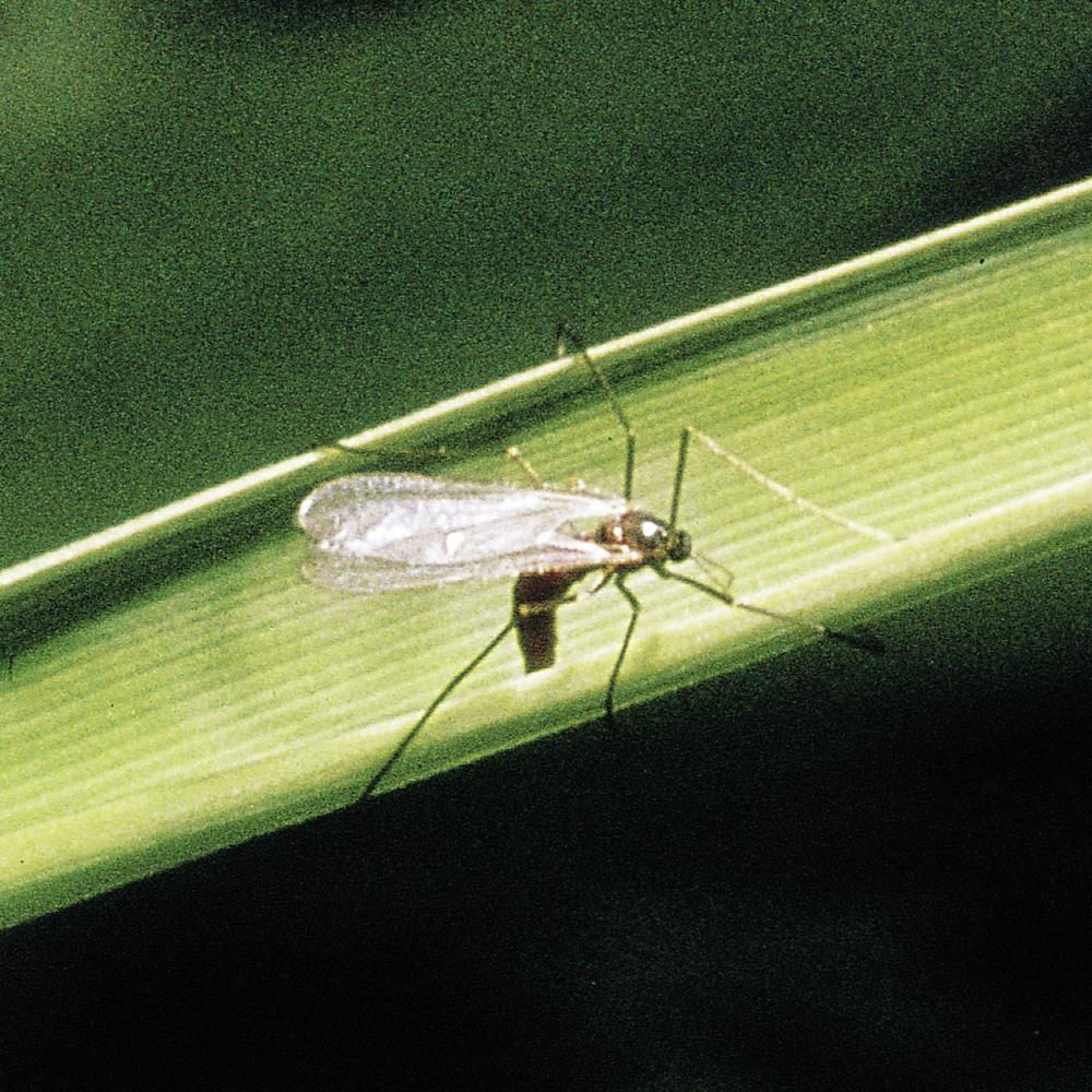 Saddle Gall Midge