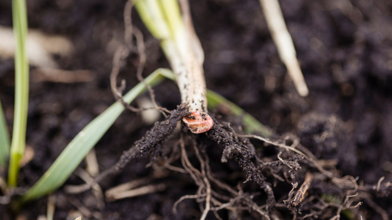 Close-up of a small plant pulled from soil, showing its roots and stem base. 