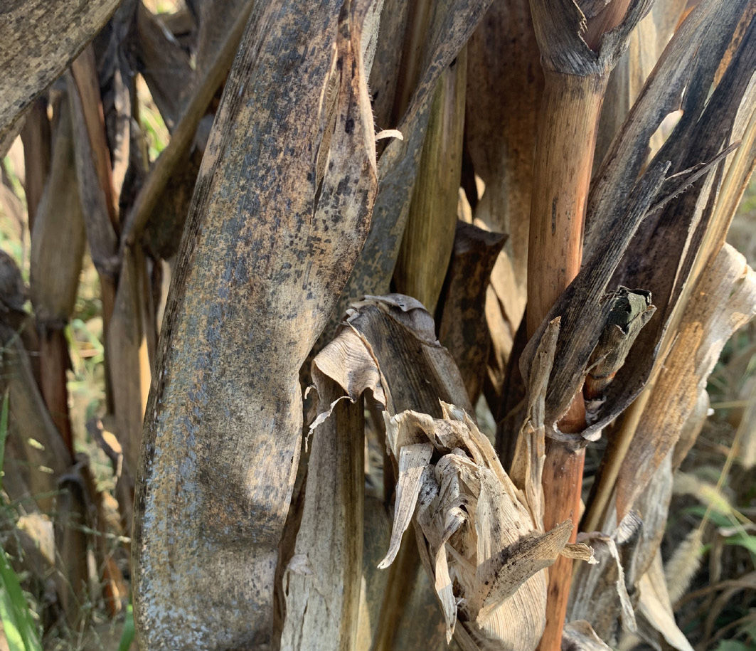 Corn leaves that are affected by saprophytic fungi. The leaves appear discoloured in shades of grey, black and yellow, and looks sooty.