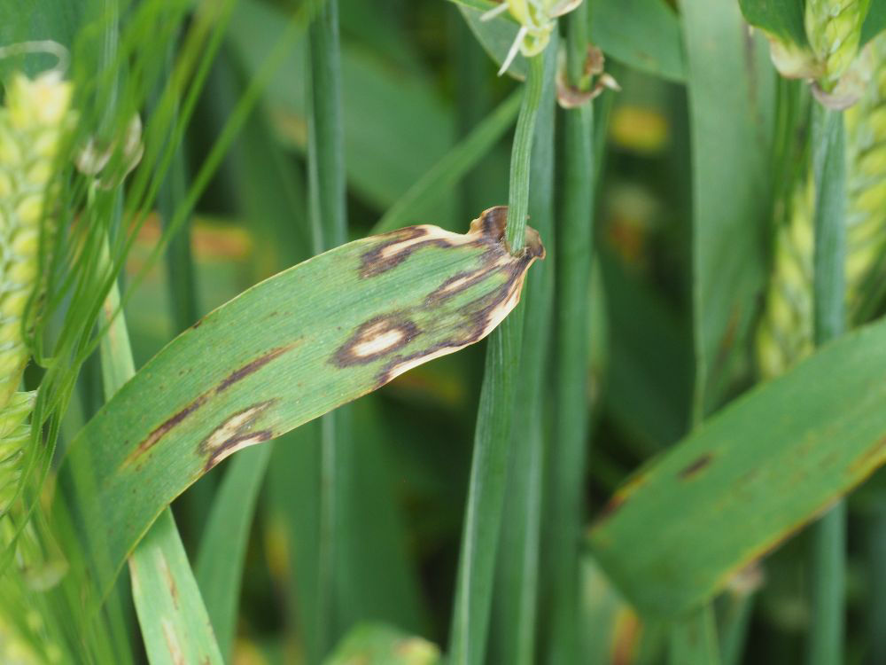 Scald image 1
