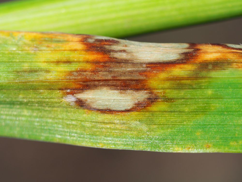 Scald image