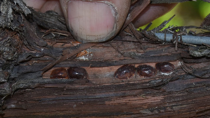 Grapevine scale is an increasing problem for Australian grape producers where, in high numbers, they can reduce the vigour of grapevines.