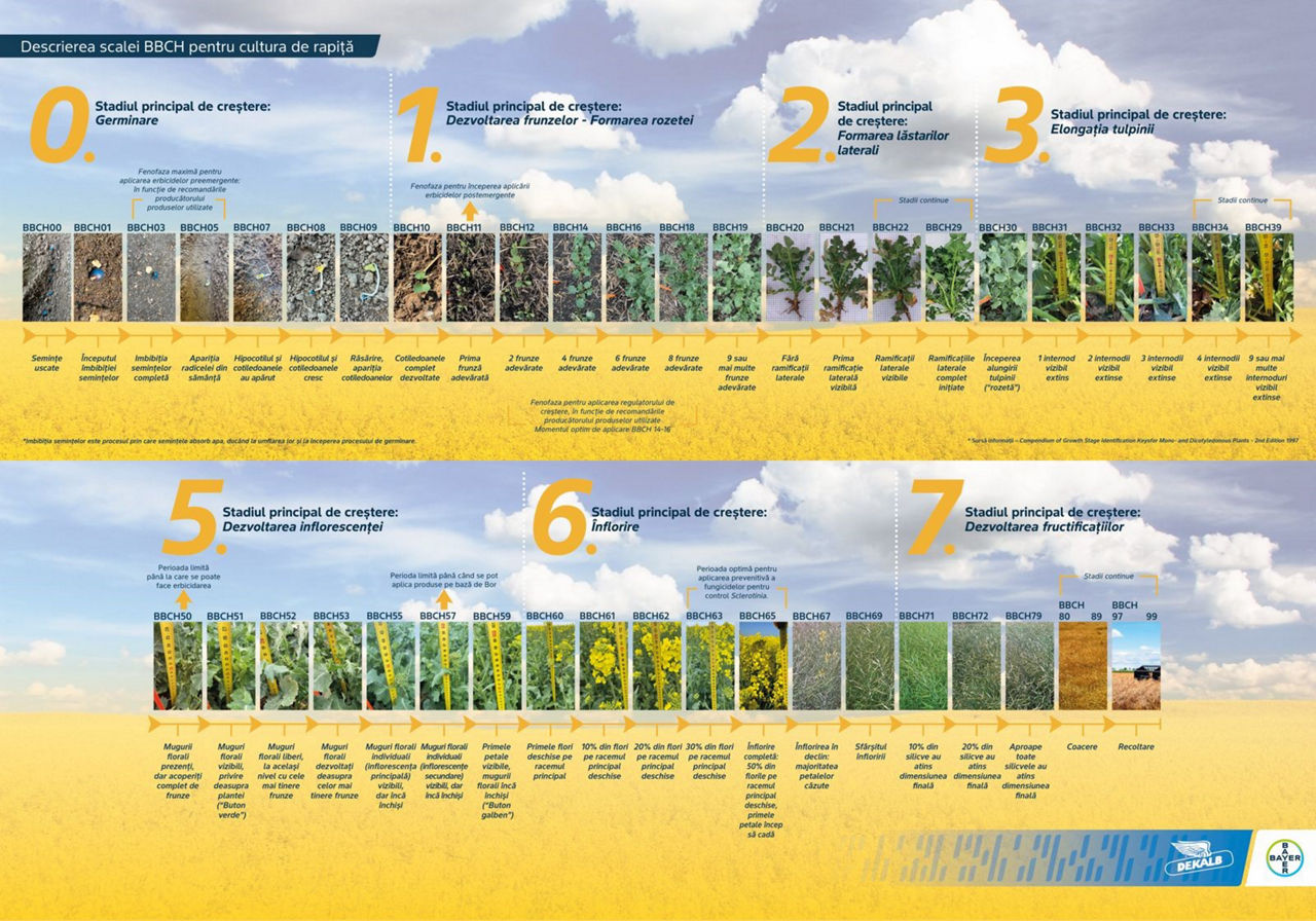 Descrierea scalei BBCH pentru cultura de rapiță